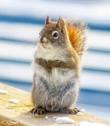 Red Squirrel