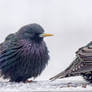 Starlings 1