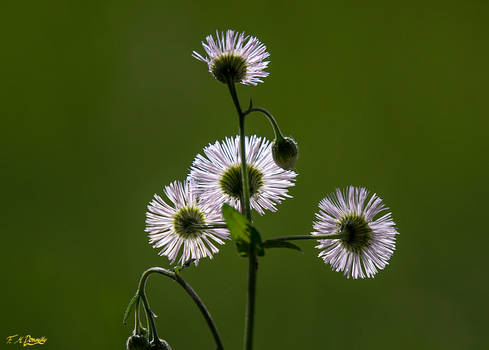 Daisies