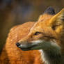 My beautiful wild fox friend Ginger 85