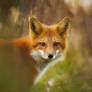 My beautiful wild fox friend Ginger 97