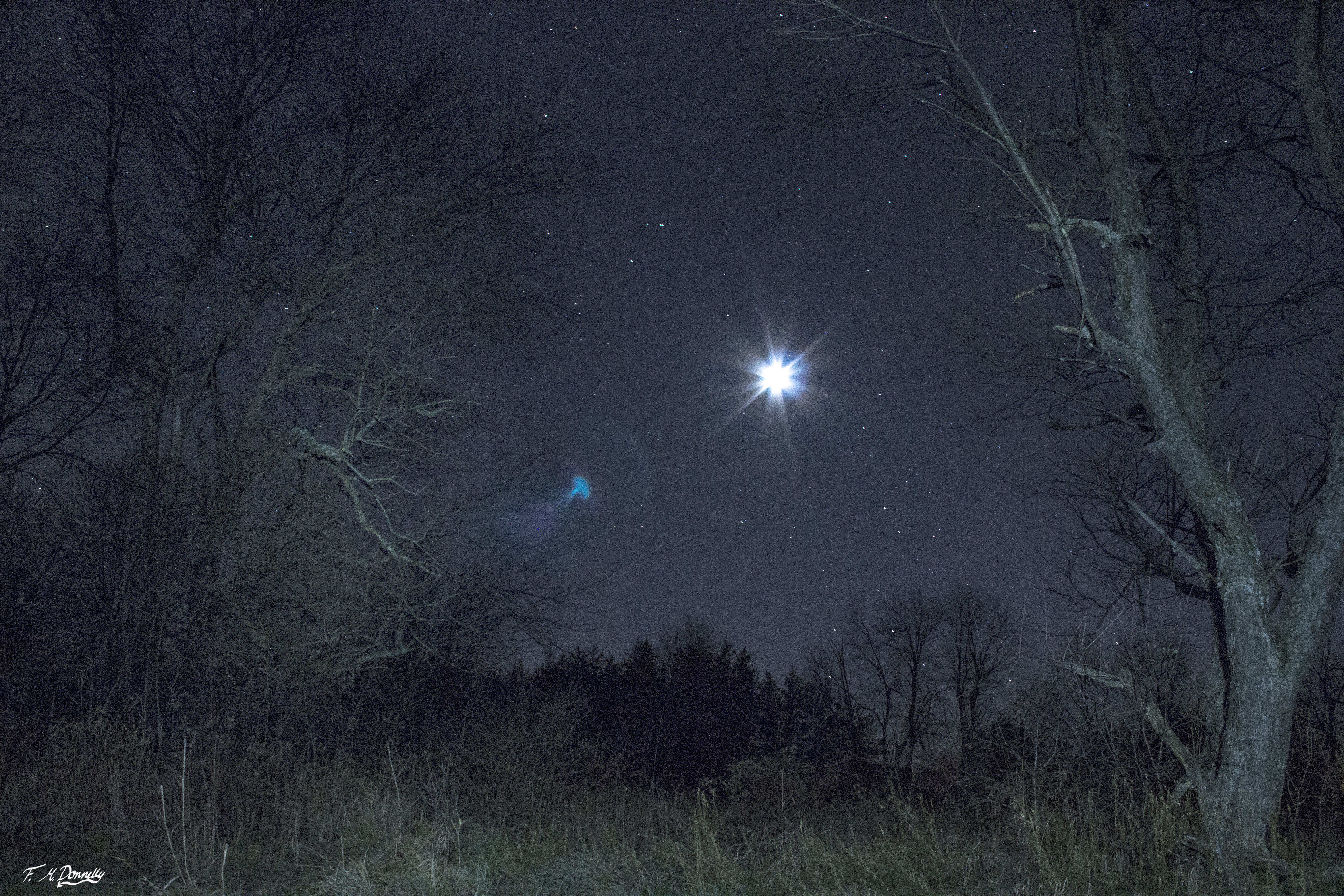 Moon and the Trees