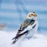 Snow Bunting 3