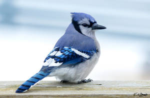 Blue Jay 6