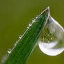Dew Drops 2