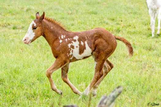 Young Foal enjoying Life 3