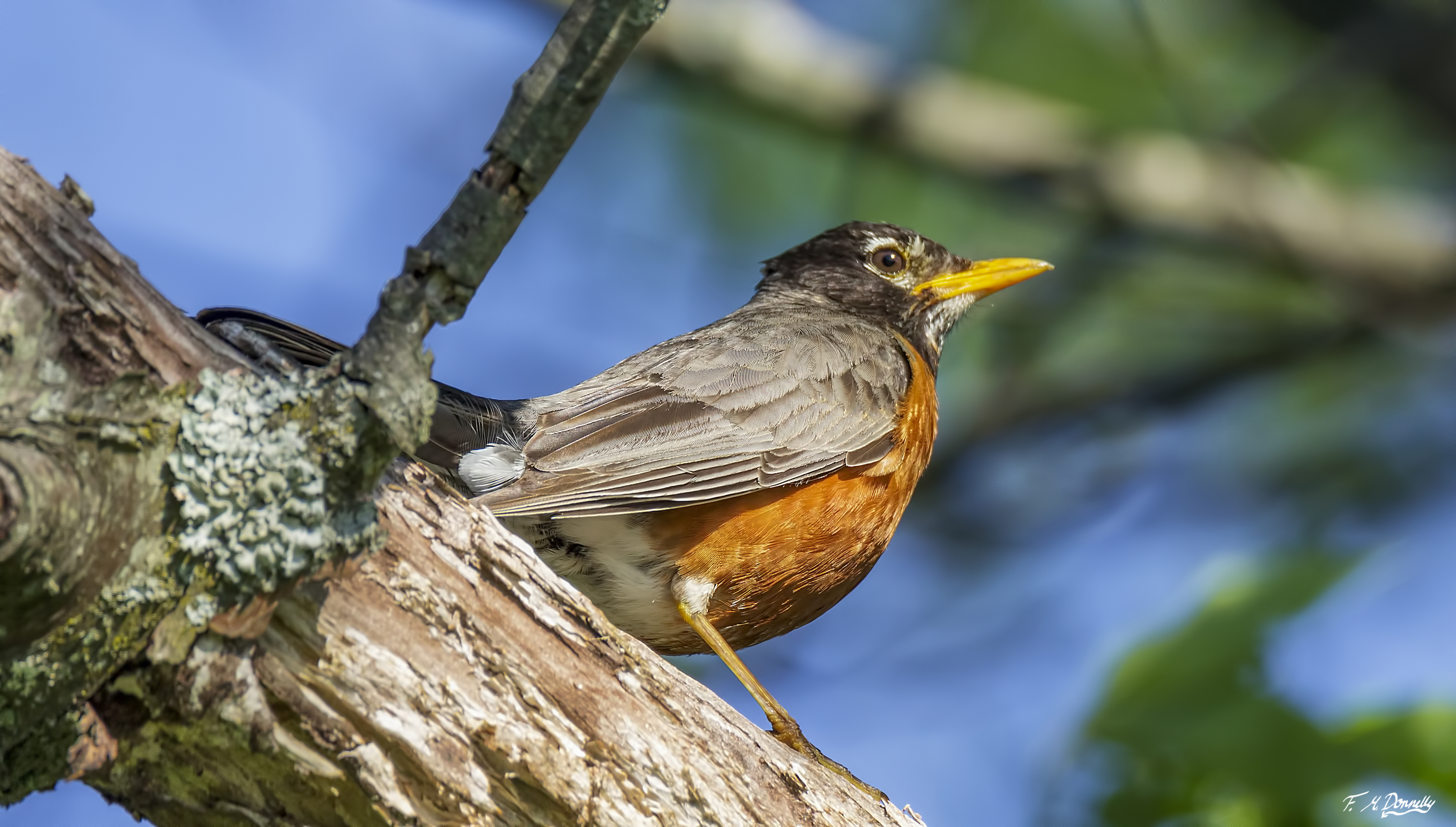 American Robin