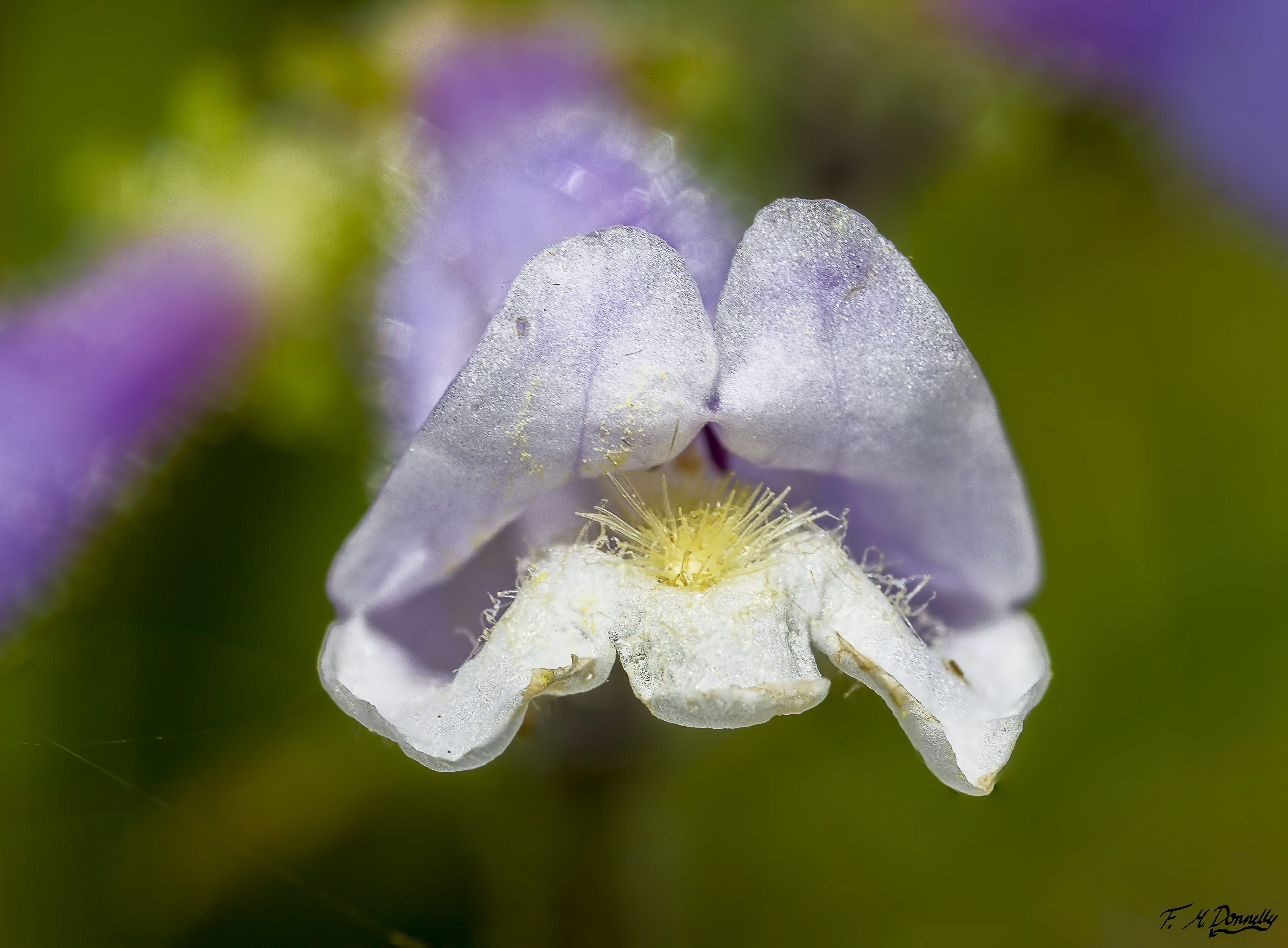 Hairy beardtongue