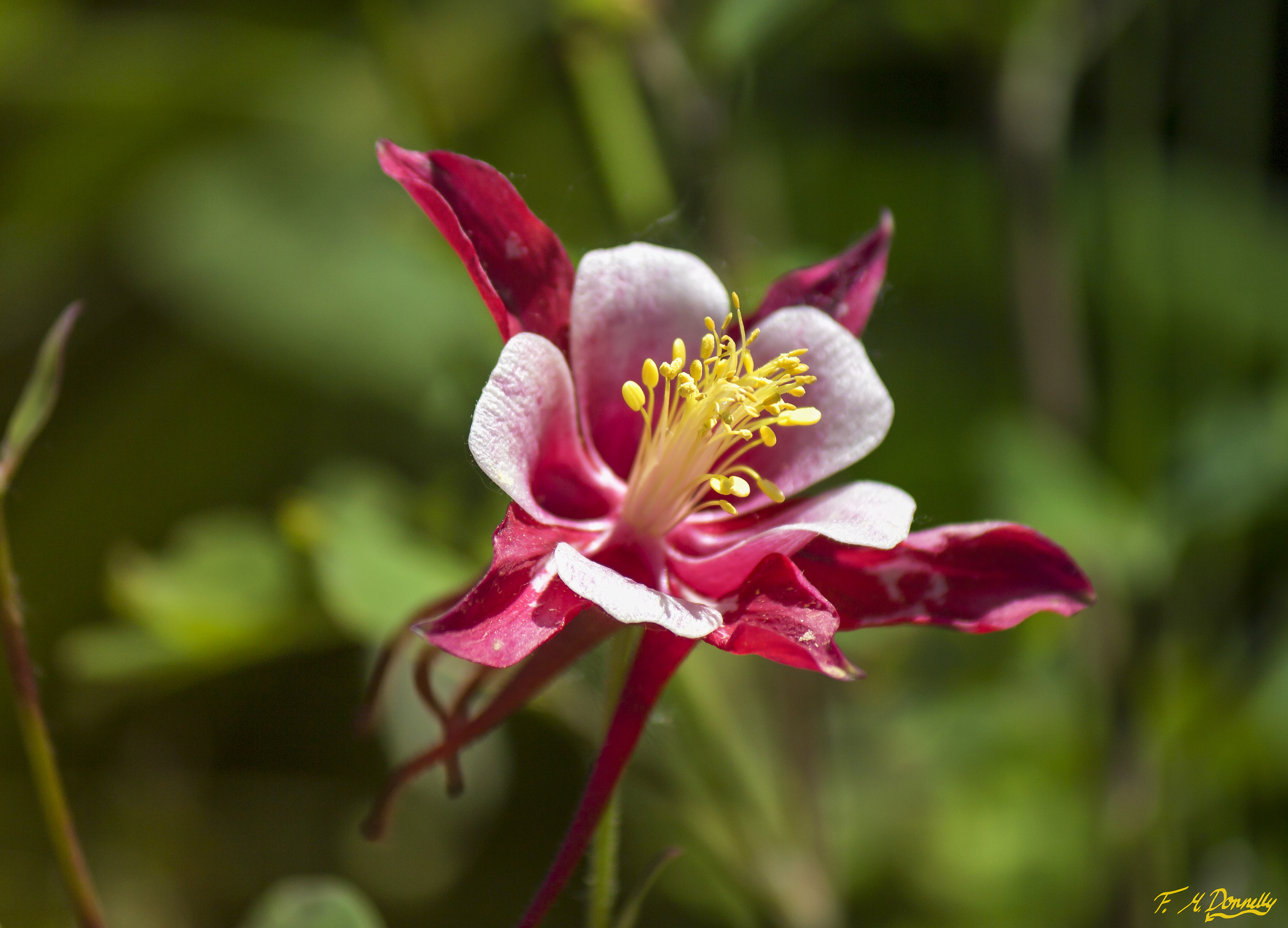 Columbine