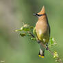 Cedar Waxwing 10