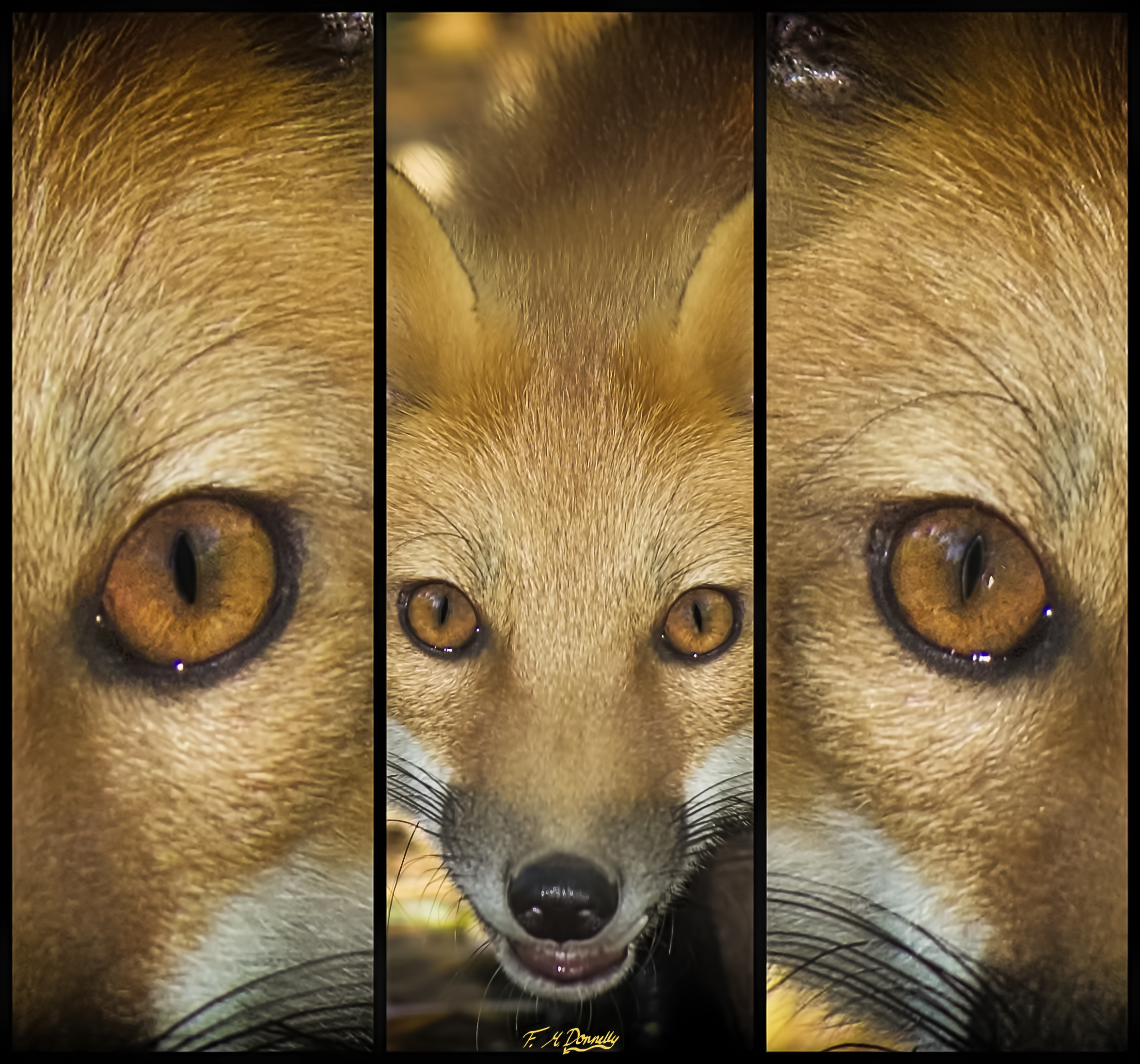Fox Eyes by on DeviantArt
