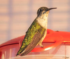 Hummingbird at Sunrise 3