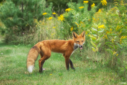 Chili, the Red Fox 95