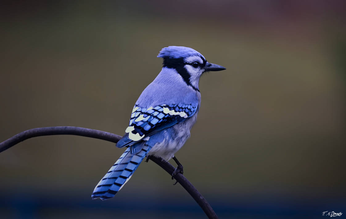 Blue Jay 24 by Nini1965 on DeviantArt