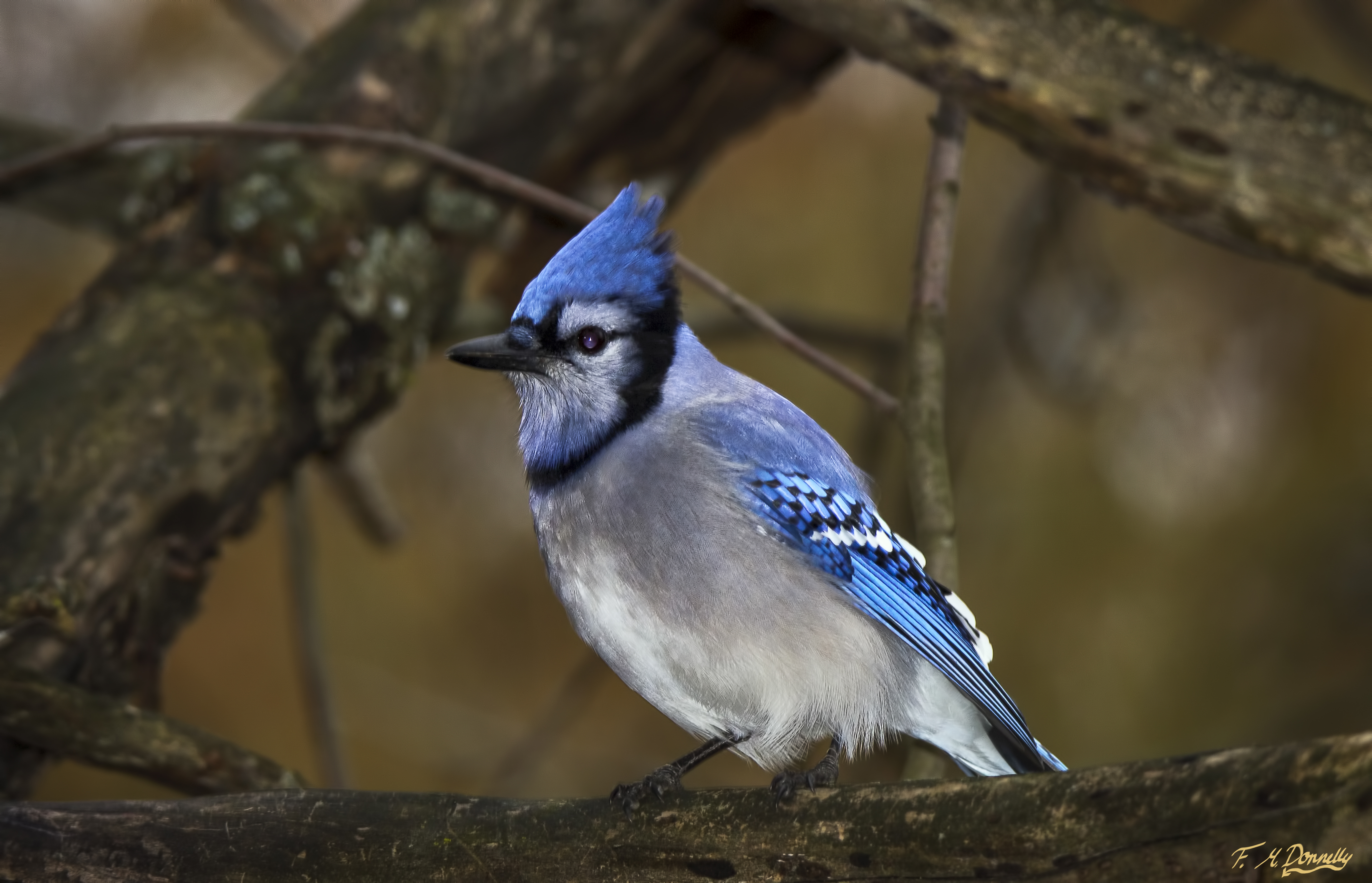 Blue Jay 23