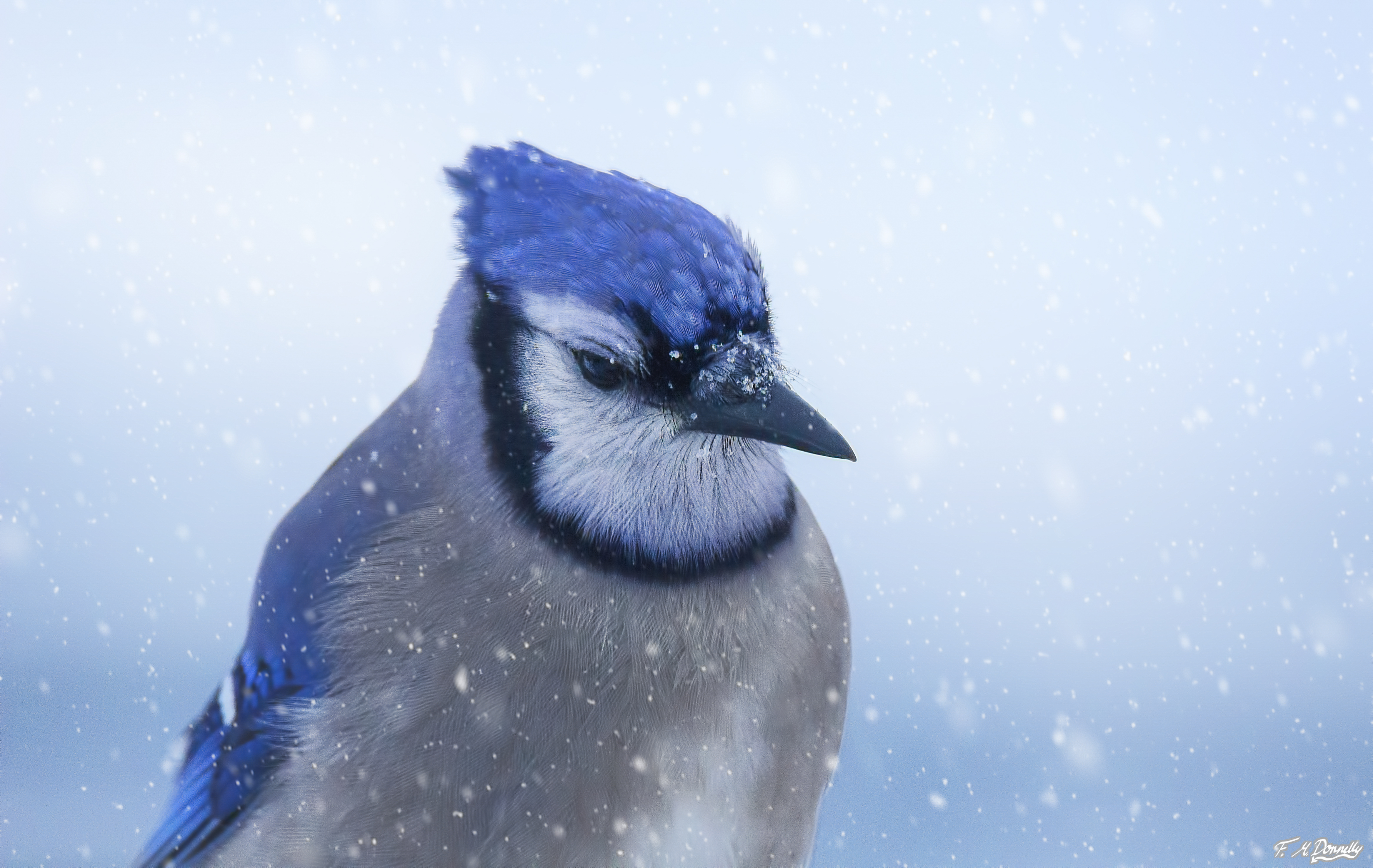 Blue Jay in the Snow