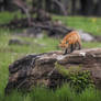 Fox Kit 23 May 2017