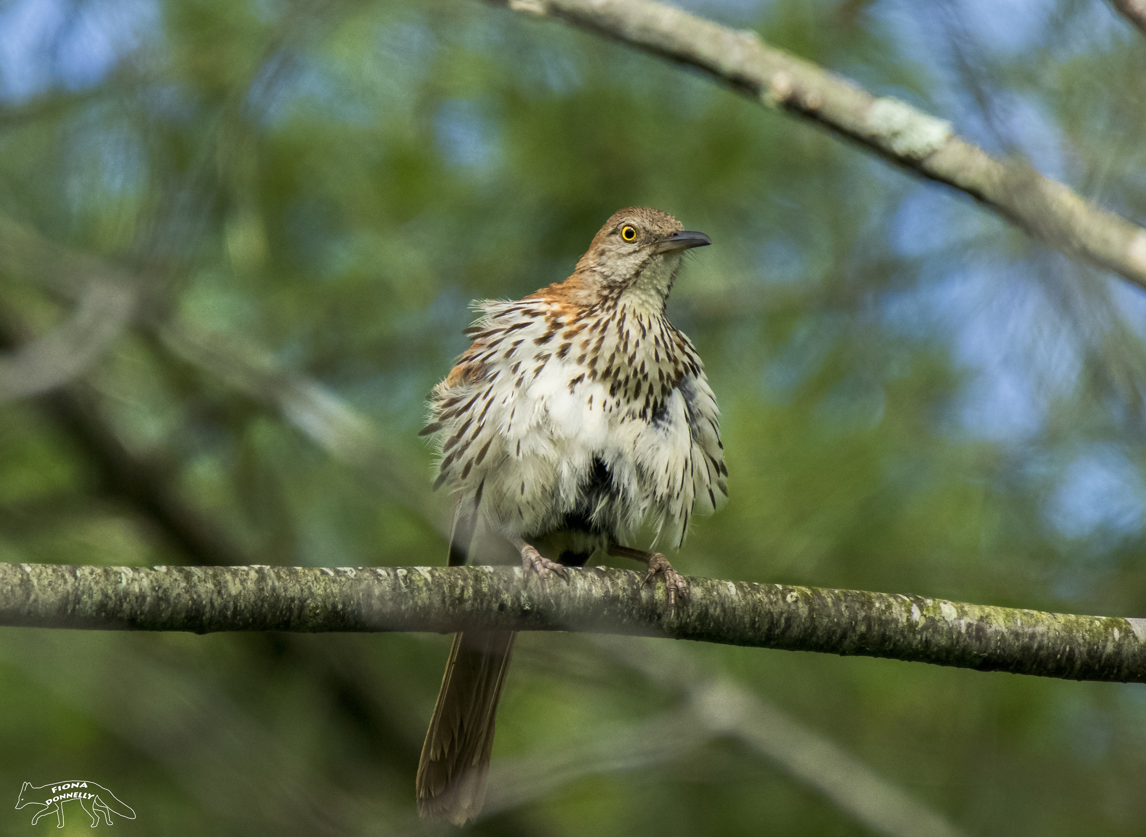 Brown Thrasher