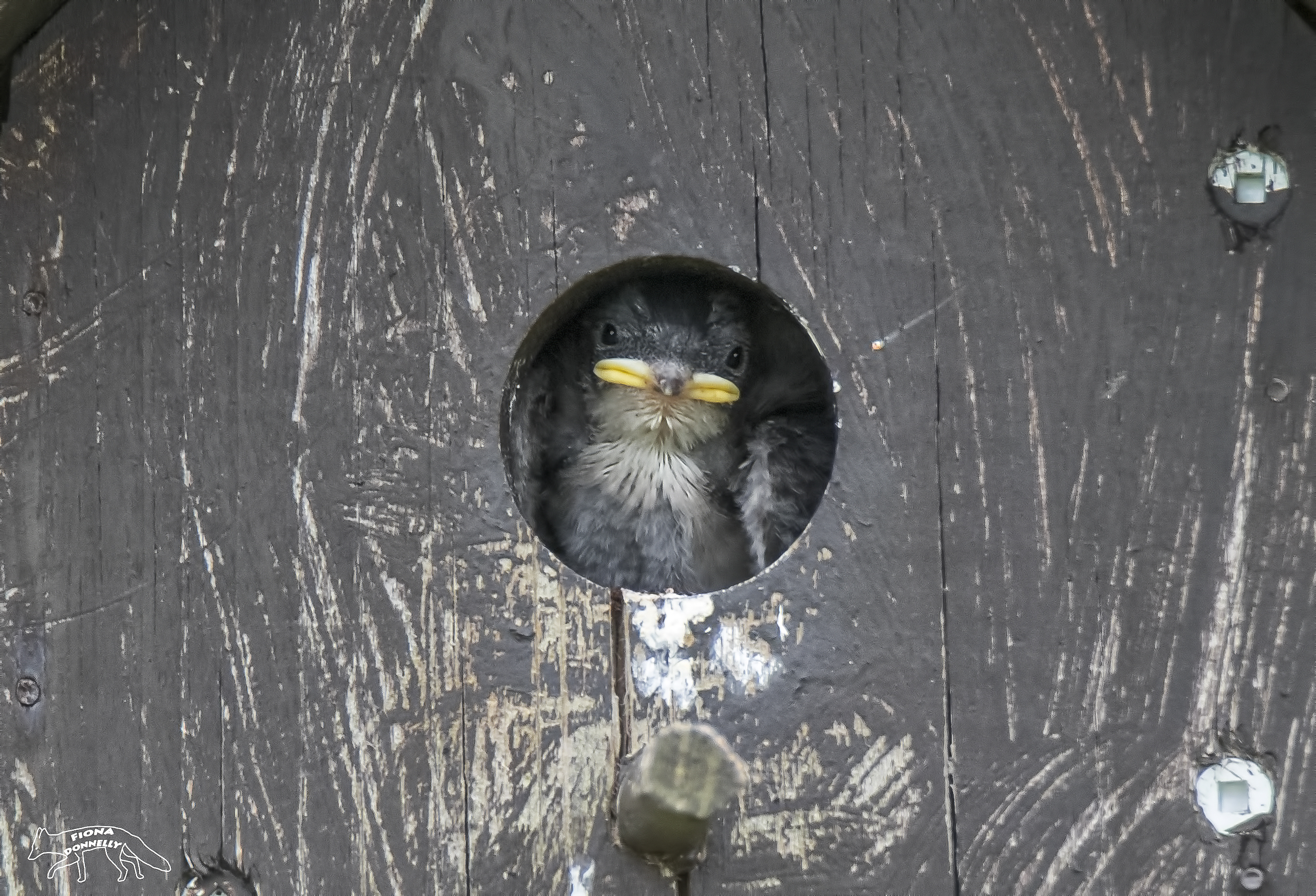 Tree Swallow Chick 1