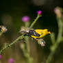 American Goldfinch