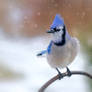 Blue Jay 8