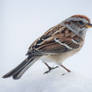 Tree sparrow