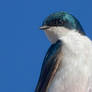 Tree swallow 4