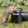 Chipmunk Examining a Camera 2