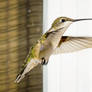 Hummingbird Female