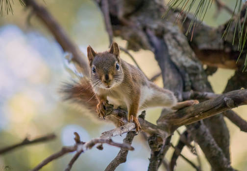 Curiousity (Red Squirrel) 2