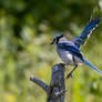 Blue Jay Landing