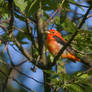 Scarlet Tanager