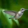 A Hummingbird in Flight (2)