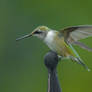 A Hummingbird on a Post