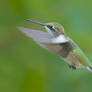 A Hummingbird in Flight (8)