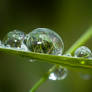Raindrops on a Blade of Grass