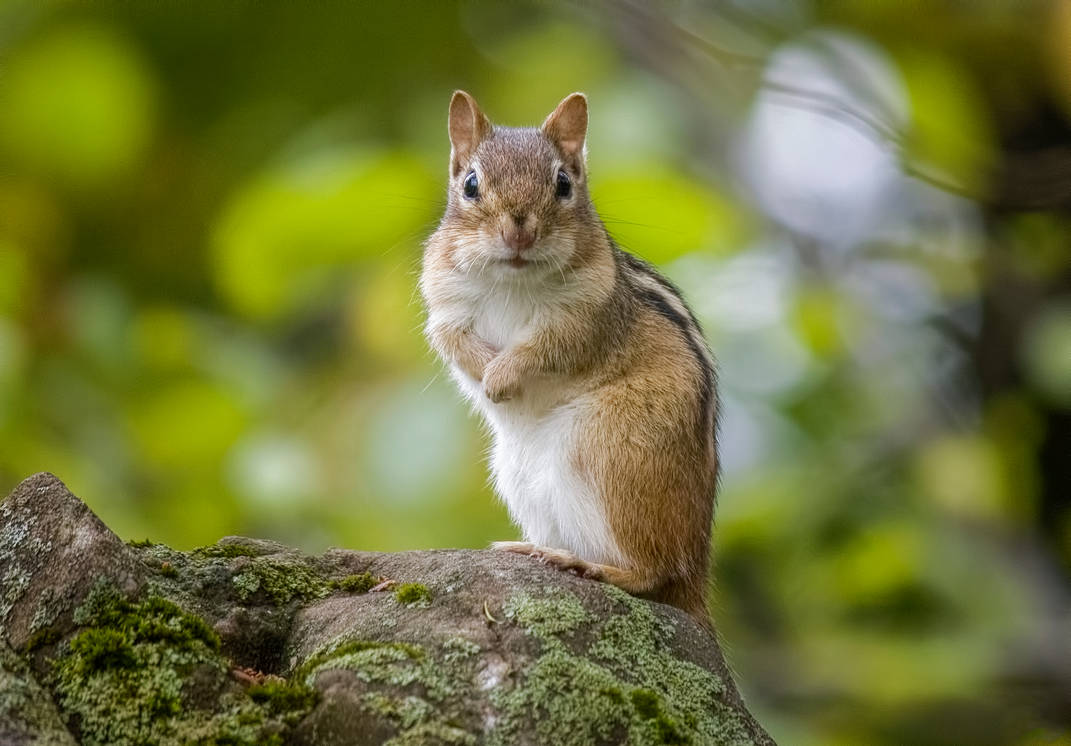 A Curious Chipmunk by Nini1965 A Curious Chipmunk by Nini1965