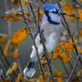 A Blue Jay in Autumn (1)