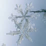 A Pair of Snow Flakes 1