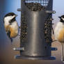 A Pair of Black-Capped Chickadees at a Feeder