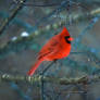 A Cardinal in Winter