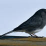 A Dark-Eyed Junco