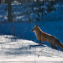 A Red Fox in the Snow