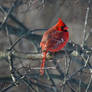 A Male Cardinal