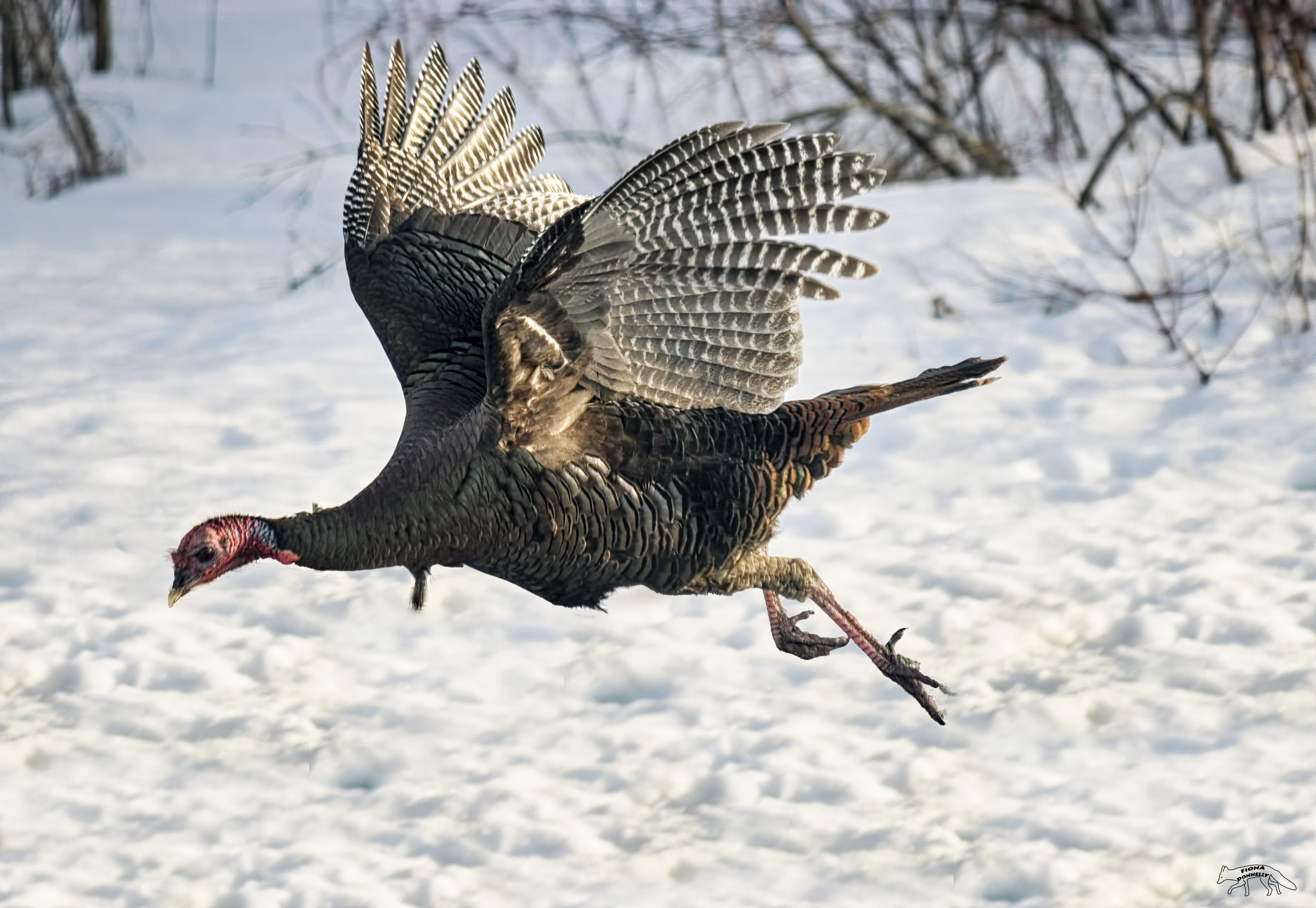 Flying Rturkey Wild Turkey Flying
