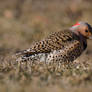 A Northern Flicker