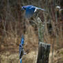 A Pair of Blue Jays in Flight