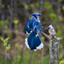 Blue Jay Landing