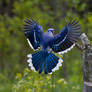 A Blue Jay Landing on a Tree Stump