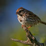 A Song Sparrow Perched on a Branch